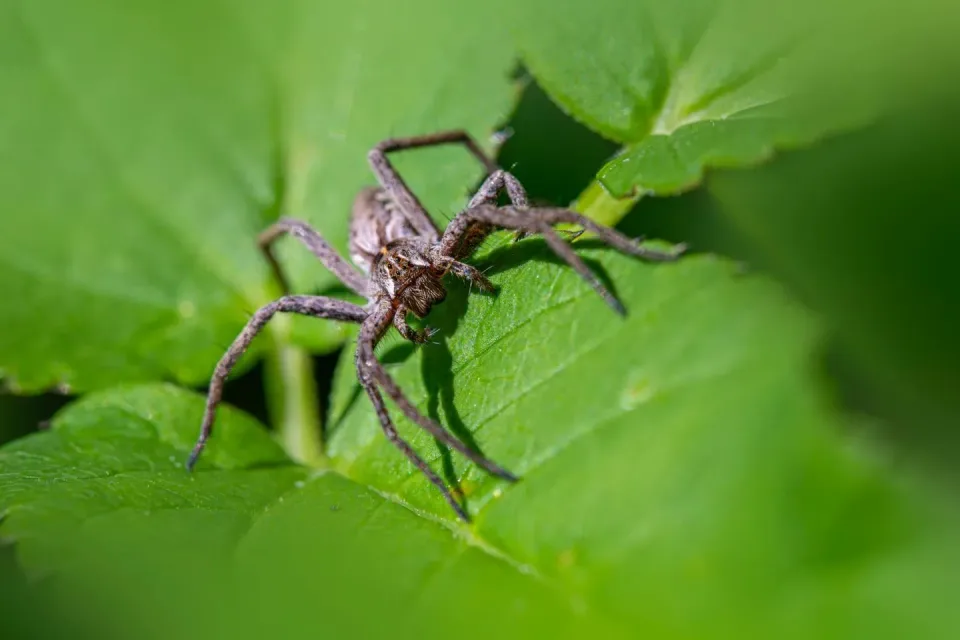 Spider — Pest Control Spider — Pest Control